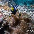 , photo taken in Maldives, Male Atoll, South Male Atoll, Kuda Giri