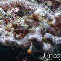 , photo taken in Maldives, Male Atoll, South Male Atoll, Kuda Giri