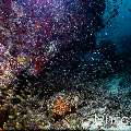 , photo taken in Maldives, Male Atoll, South Male Atoll, Kuda Giri