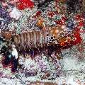 Peacock Mantis Shrimp (Odontodactylus scyllarus), photo taken in Maldives, Male Atoll, South Male Atoll, Kuda Giri