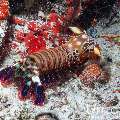 Peacock Mantis Shrimp (Odontodactylus scyllarus), photo taken in Maldives, Male Atoll, South Male Atoll, Kuda Giri