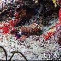 Peacock Mantis Shrimp (Odontodactylus scyllarus), photo taken in Maldives, Male Atoll, South Male Atoll, Kuda Giri