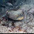, photo taken in Maldives, Male Atoll, South Male Atoll, Kuda Giri