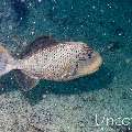 , photo taken in Maldives, Male Atoll, South Male Atoll, Kuda Giri