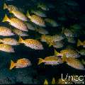 Bluestripe Snapper (Lutjanus kasmira), photo taken in Maldives, Male Atoll, South Male Atoll, Kuda Giri