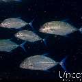 Bluefin Trevally (Caranx melampygus), photo taken in Maldives, Male Atoll, South Male Atoll, Kuda Giri