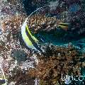 Moorish idol (Zanclus cornutus), photo taken in Maldives, Male Atoll, South Male Atoll, Kuda Giri