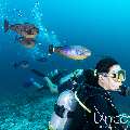 , photo taken in Maldives, Male Atoll, South Male Atoll, Cocoa Thila
