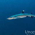 White Tip Reefshark (Triaenodon obesus), photo taken in Maldives, Male Atoll, South Male Atoll, Cocoa Thila