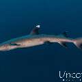 White Tip Reefshark (Triaenodon obesus), photo taken in Maldives, Male Atoll, South Male Atoll, Cocoa Thila
