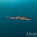 White Tip Reefshark (Triaenodon obesus), photo taken in Maldives, Male Atoll, South Male Atoll, Cocoa Thila