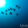 Ocellated eagle ray (Aetobatus ocellatus), photo taken in Maldives, Male Atoll, South Male Atoll, Cocoa Thila