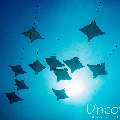 Ocellated eagle ray (Aetobatus ocellatus), photo taken in Maldives, Male Atoll, South Male Atoll, Cocoa Thila