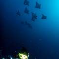 Ocellated eagle ray (Aetobatus ocellatus), photo taken in Maldives, Male Atoll, South Male Atoll, Cocoa Thila