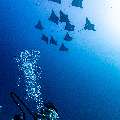 Ocellated eagle ray (Aetobatus ocellatus), photo taken in Maldives, Male Atoll, South Male Atoll, Cocoa Thila