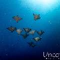 Ocellated eagle ray (Aetobatus ocellatus), photo taken in Maldives, Male Atoll, South Male Atoll, Cocoa Thila