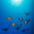 Ocellated eagle ray (Aetobatus ocellatus), photo taken in Maldives, Male Atoll, South Male Atoll, Cocoa Thila