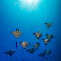 Ocellated eagle ray (Aetobatus ocellatus), photo taken in Maldives, Male Atoll, South Male Atoll, Cocoa Thila