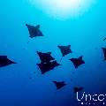 Ocellated eagle ray (Aetobatus ocellatus), photo taken in Maldives, Male Atoll, South Male Atoll, Cocoa Thila