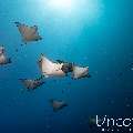 Ocellated eagle ray (Aetobatus ocellatus), photo taken in Maldives, Male Atoll, South Male Atoll, Cocoa Thila