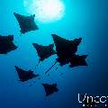 Ocellated eagle ray (Aetobatus ocellatus), photo taken in Maldives, Male Atoll, South Male Atoll, Cocoa Thila