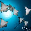 Ocellated eagle ray (Aetobatus ocellatus), photo taken in Maldives, Male Atoll, South Male Atoll, Cocoa Thila