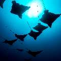 Ocellated eagle ray (Aetobatus ocellatus), photo taken in Maldives, Male Atoll, South Male Atoll, Cocoa Thila