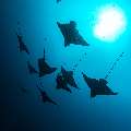 Ocellated eagle ray (Aetobatus ocellatus), photo taken in Maldives, Male Atoll, South Male Atoll, Cocoa Thila