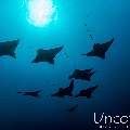 Ocellated eagle ray (Aetobatus ocellatus), photo taken in Maldives, Male Atoll, South Male Atoll, Cocoa Thila