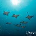Ocellated eagle ray (Aetobatus ocellatus), photo taken in Maldives, Male Atoll, South Male Atoll, Cocoa Thila