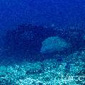 , photo taken in Maldives, Male Atoll, South Male Atoll, Cocoa Thila