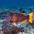 , photo taken in Maldives, Male Atoll, South Male Atoll, Cocoa Thila
