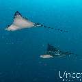 Ocellated eagle ray (Aetobatus ocellatus), photo taken in Maldives, Male Atoll, South Male Atoll, Gulhi Corner