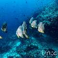 Longfin Batfish (Platax teira), photo taken in Maldives, Male Atoll, South Male Atoll, Gulhi Corner