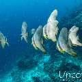 , photo taken in Maldives, Male Atoll, South Male Atoll, Gulhi Corner
