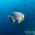 Longfin Batfish (Platax teira), photo taken in Maldives, Male Atoll, South Male Atoll, Gulhi Corner