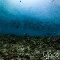 , photo taken in Maldives, Male Atoll, South Male Atoll, Gulhi Corner