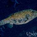 Blue-Spotted Puffer (Arothron caeruleopunctatus), photo taken in Maldives, Male Atoll, South Male Atoll, Gulhi Corner