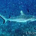 Grey Reefshark (Carcharhinus amblyrhynchos), photo taken in Maldives, Male Atoll, South Male Atoll, Gulhi Corner