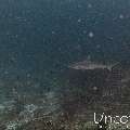 Grey Reefshark (Carcharhinus amblyrhynchos), photo taken in Maldives, Male Atoll, South Male Atoll, Gulhi Corner