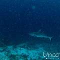 Grey Reefshark (Carcharhinus amblyrhynchos), photo taken in Maldives, Male Atoll, South Male Atoll, Gulhi Corner