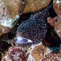 Whitemouth Moray (Gymnothorax meleagris), photo taken in Maldives, Male Atoll, South Male Atoll, Maafushi Corner