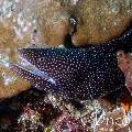 Whitemouth Moray (Gymnothorax meleagris), photo taken in Maldives, Male Atoll, South Male Atoll, Maafushi Corner