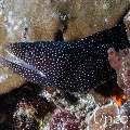 Whitemouth Moray (Gymnothorax meleagris), photo taken in Maldives, Male Atoll, South Male Atoll, Maafushi Corner