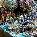 Honeycomb Moray (Gymnothorax favagineus), photo taken in Maldives, Male Atoll, South Male Atoll, Maafushi Corner