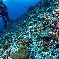 Honeycomb Moray (Gymnothorax favagineus), photo taken in Maldives, Male Atoll, South Male Atoll, Maafushi Corner