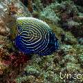 Emperor Angelfish (Pomacanthus imperator), photo taken in Maldives, Male Atoll, South Male Atoll, Maafushi Corner