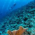Coral, photo taken in Maldives, Male Atoll, South Male Atoll, Maafushi Corner