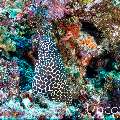 Honeycomb Moray (Gymnothorax favagineus), photo taken in Maldives, Male Atoll, South Male Atoll, Maafushi Corner