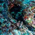 Honeycomb Moray (Gymnothorax favagineus), photo taken in Maldives, Male Atoll, South Male Atoll, Maafushi Corner